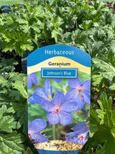 Load image into Gallery viewer, Geranium “Johnson’s blue”
