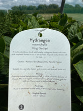 Load image into Gallery viewer, Hydrangea “King George”

