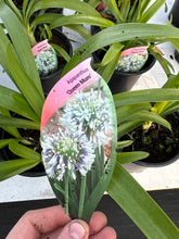 Load image into Gallery viewer, Agapanthus ‘Queen Mum’
