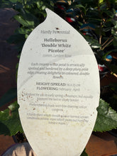 Load image into Gallery viewer, Helleborus Double White Picotee
