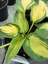 Load image into Gallery viewer, Hosta Great Expectations
