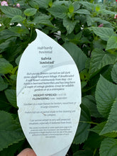 Load image into Gallery viewer, Salvia ‘Amistad’
