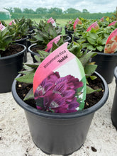 Load image into Gallery viewer, Alstroemeria Noble
