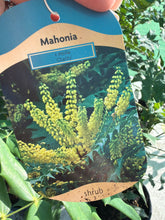 Load image into Gallery viewer, Mahonia Charity
