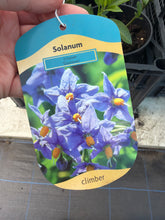 Load image into Gallery viewer, Solanum Climber

