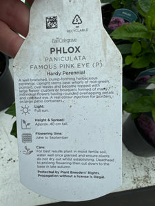 Phlox paniculata Famous' Pink Eye’