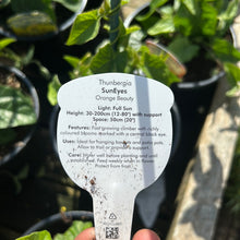 Load image into Gallery viewer, Thunbergia orange beauty
