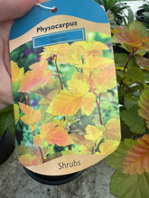 Load image into Gallery viewer, Physocarpus ‘Magic Ball’
