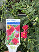 Load image into Gallery viewer, Helianthemum “Cerise Queen”
