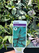 Load image into Gallery viewer, Hotsa “Halcyon”
