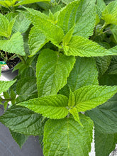 Load image into Gallery viewer, Salvia ‘Pink Amistad’
