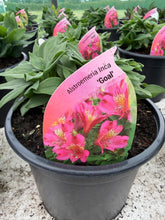 Load image into Gallery viewer, Alstroemeria Inca 'Goal'
