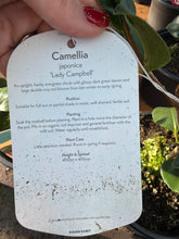 Load image into Gallery viewer, Camellia Lady Campbell
