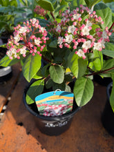 Load image into Gallery viewer, Viburnum “Gwenllian”
