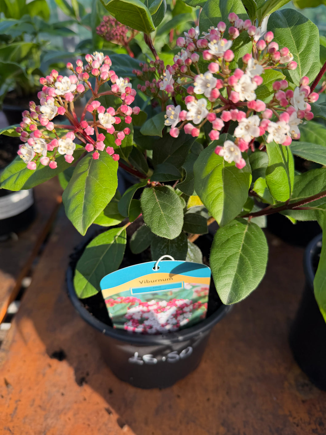 Viburnum “Gwenllian”