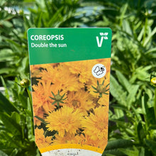 Load image into Gallery viewer, Coreopsis Double the Sun
