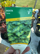 Load image into Gallery viewer, Hosta June
