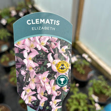 Load image into Gallery viewer, Clematis Montana ‘Elizabeth’
