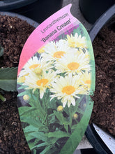 Load image into Gallery viewer, Leucanthemum Banana Cream
