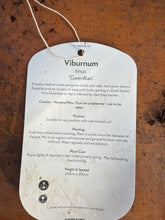 Load image into Gallery viewer, Viburnum “Gwenllian”
