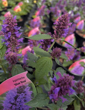 Load image into Gallery viewer, Agastache Blue Boa
