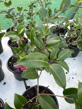 Load image into Gallery viewer, Camellia Debbie

