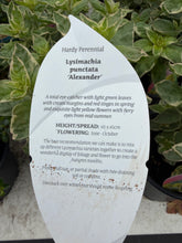 Load image into Gallery viewer, Lysimachia Alexander
