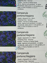 Load image into Gallery viewer, Campanula Portenschlagiana
