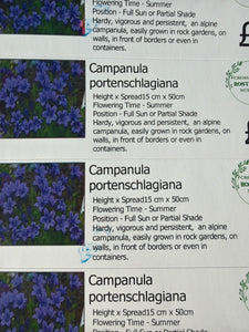 Campanula Portenschlagiana