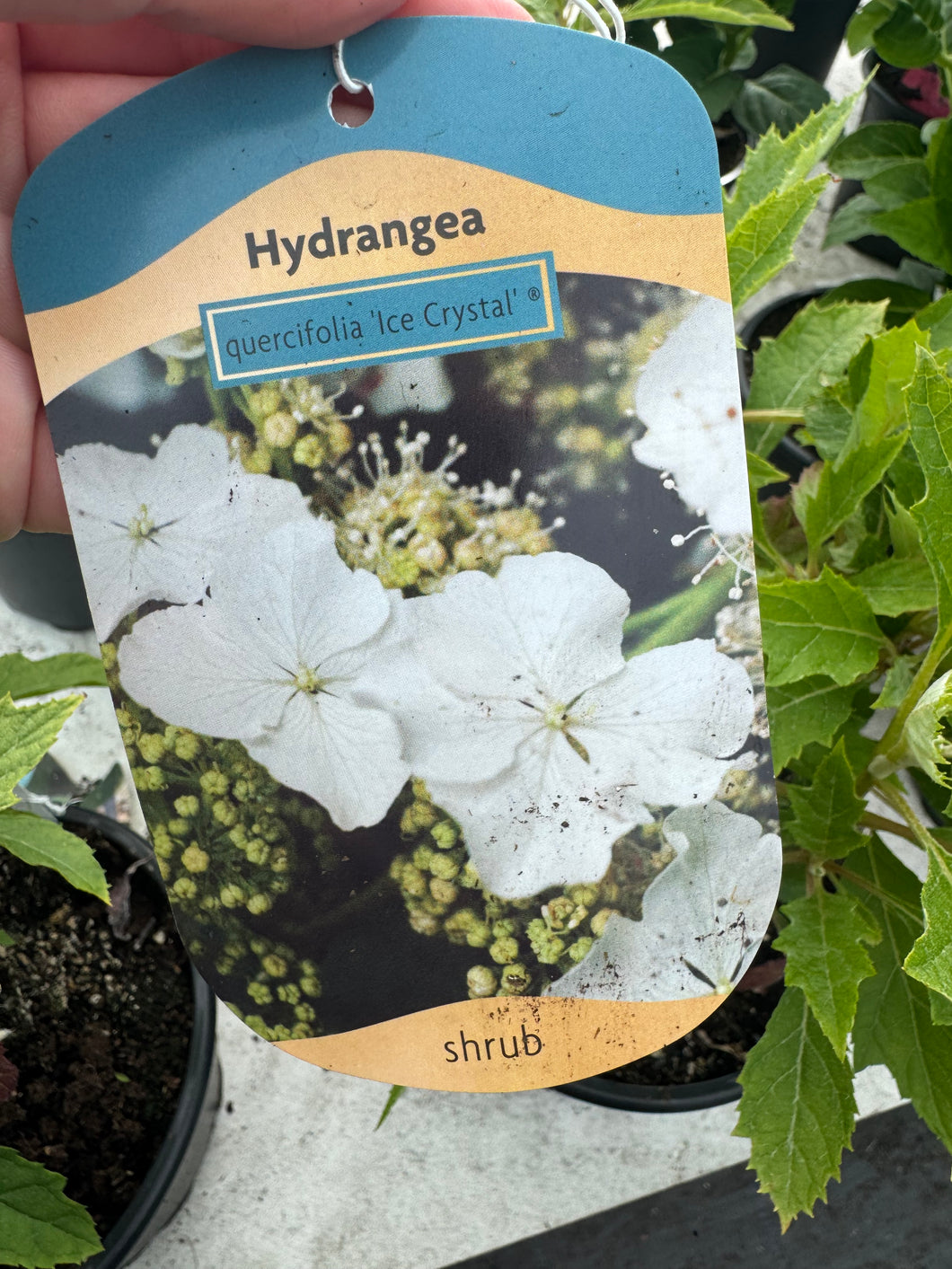 Hydrangea quercifolia ‘Ice Crystal’