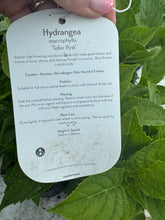 Load image into Gallery viewer, Hydrangea Macrophylla ‘Teller Pink’
