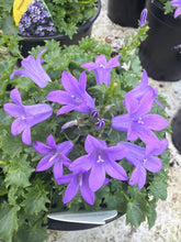 Load image into Gallery viewer, Cymbalaria Muralis

