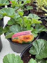 Load image into Gallery viewer, Geum Totally Tangerine
