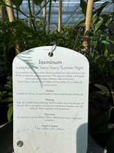 Load image into Gallery viewer, Jasminum “Summer Night”
