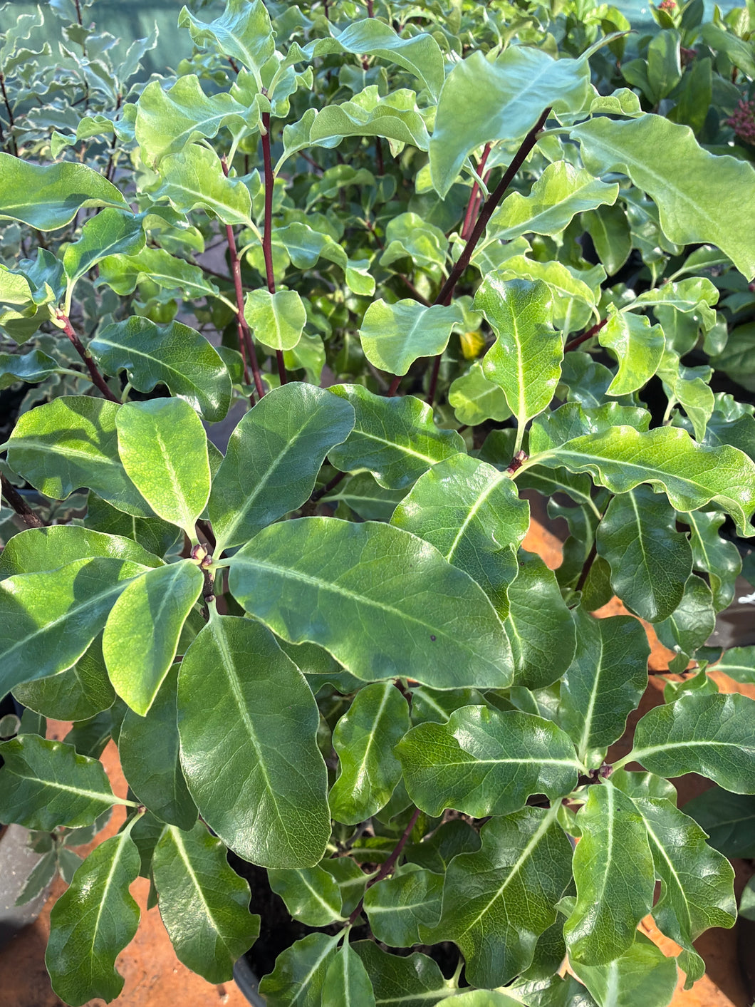 Pittosporum Golden King