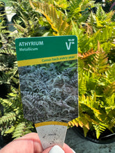 Load image into Gallery viewer, Athyrium Metallicum (Fern)
