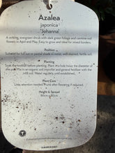 Load image into Gallery viewer, Azalea Japonica ‘Johanna’
