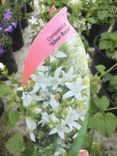 Load image into Gallery viewer, Campanula Silver Rain
