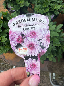 Chrysanthemum Branfountain Pink