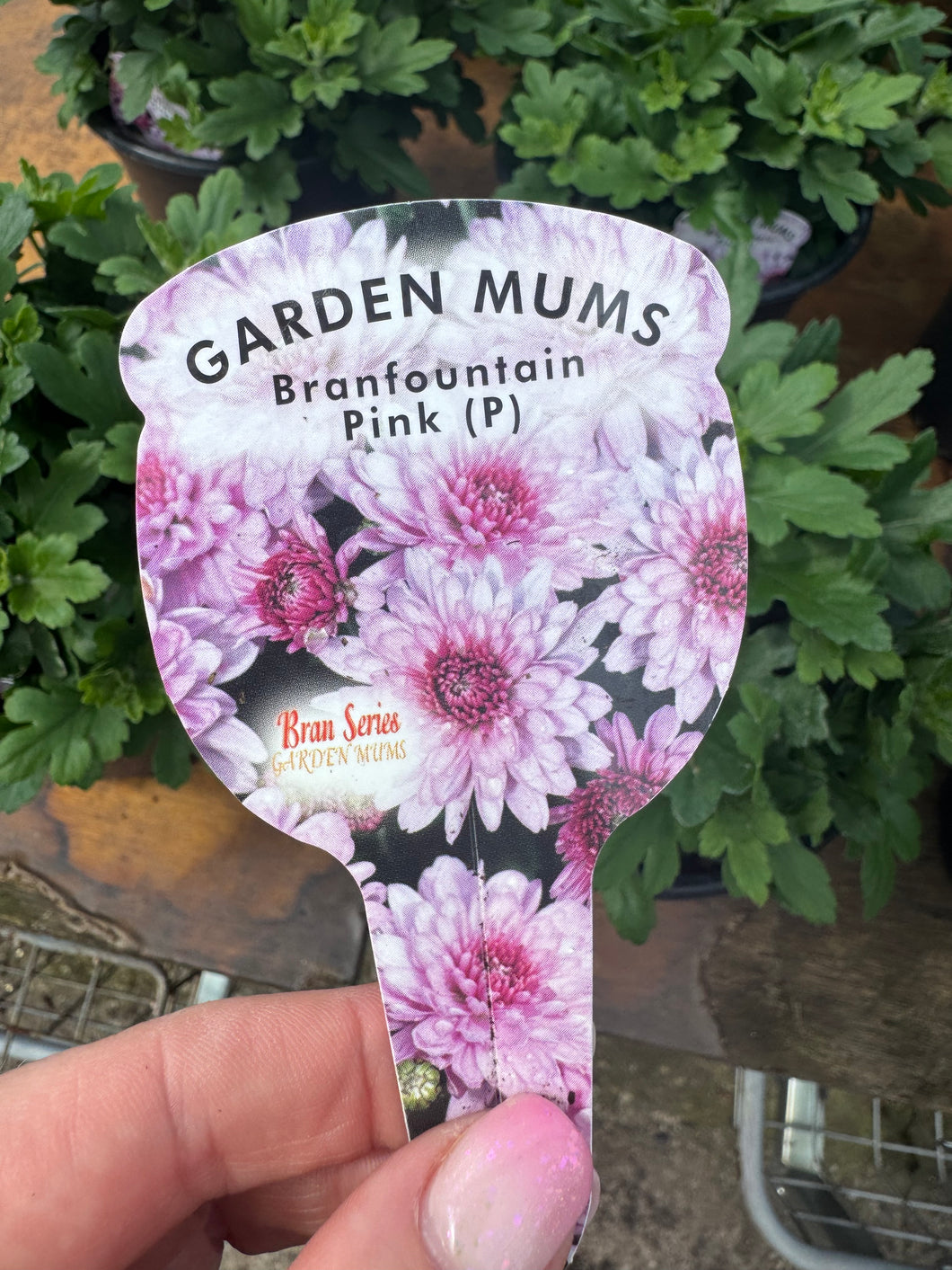 Chrysanthemum Branfountain Pink