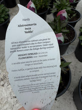 Load image into Gallery viewer, Alstroemeria Noble
