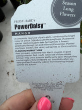 Load image into Gallery viewer, Calendula Power Daisy Mango
