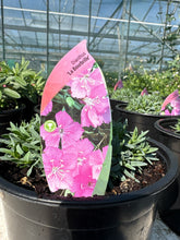 Load image into Gallery viewer, Dianthus “La Bourbrille”

