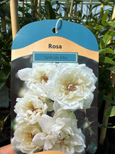 Load image into Gallery viewer, Rosa “Banksiae Alba”

