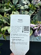 Load image into Gallery viewer, Hotsa “Halcyon”
