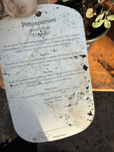 Load image into Gallery viewer, Pittosporum Elizabeth
