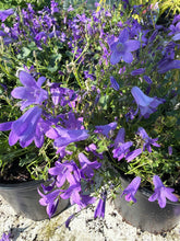 Load image into Gallery viewer, Campanula Portenschlagiana
