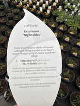 Load image into Gallery viewer, Erysimum Night Sky
