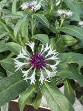 Load image into Gallery viewer, Centaurea Amethyst In Snow
