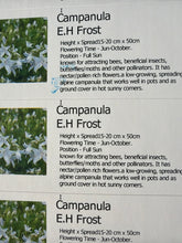 Load image into Gallery viewer, Campanula E.H Frost
